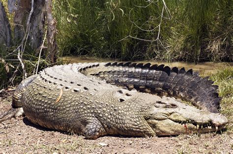 where are saltwater crocodiles found.